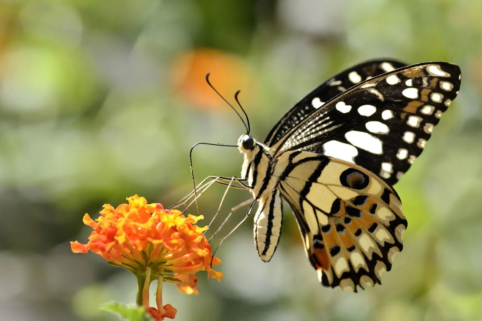 26 Fakten Über Schmetterling