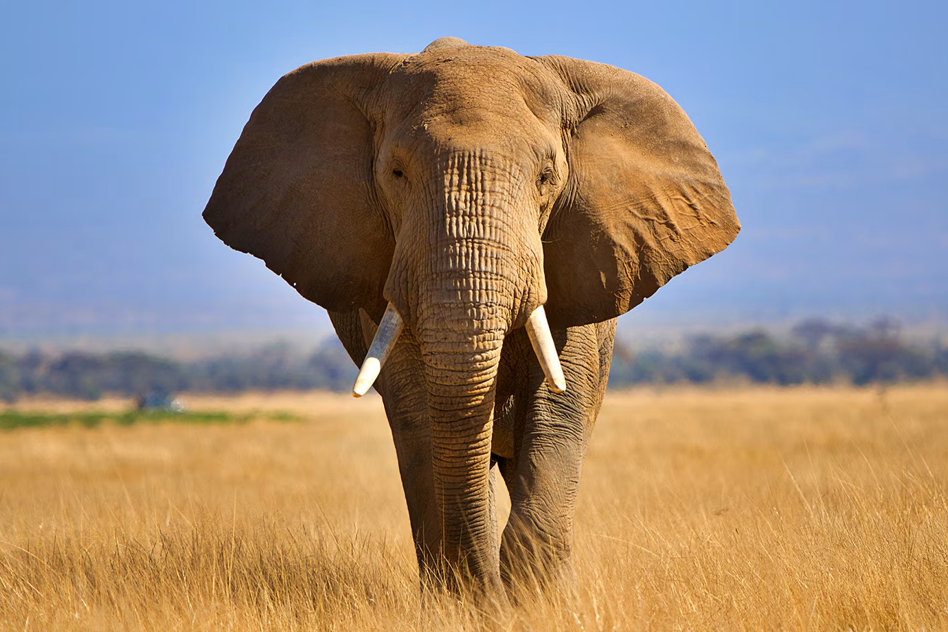 26 Fakten Über Elefant
