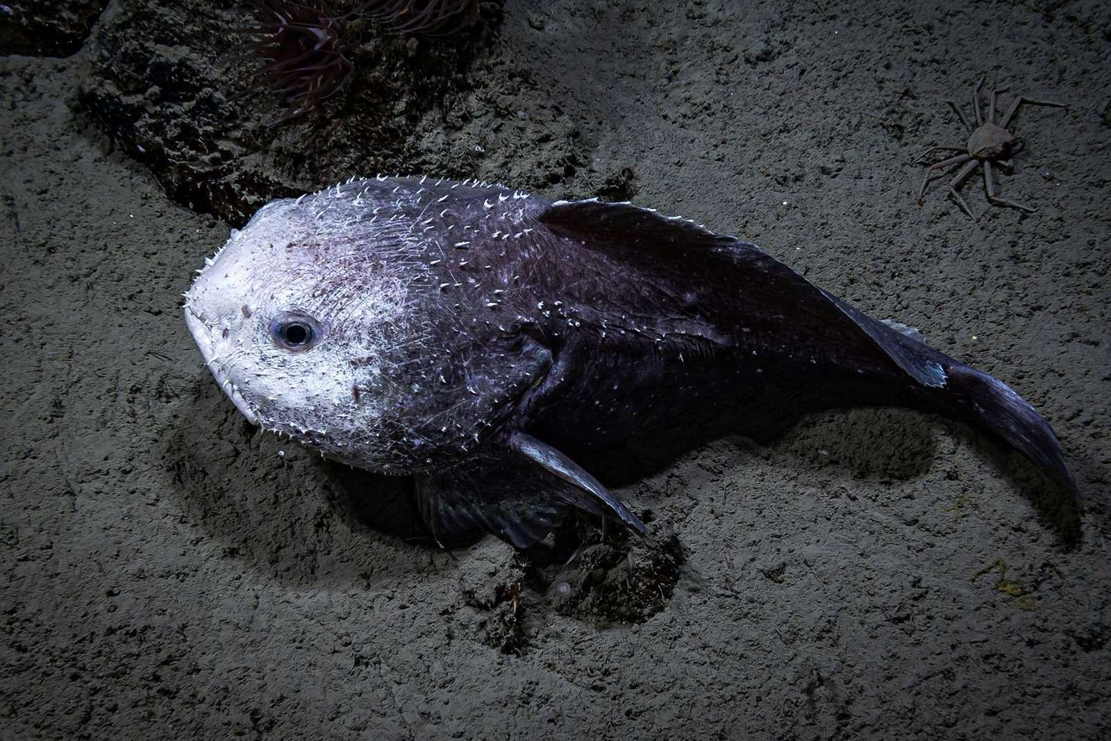 27 Fakten Über Blobfisch