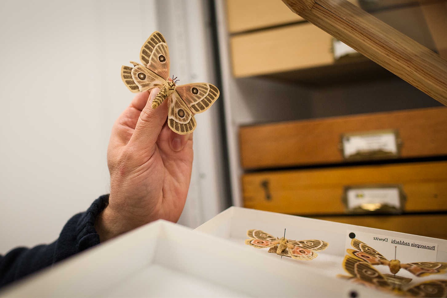 27 Fakten Über Entomologie