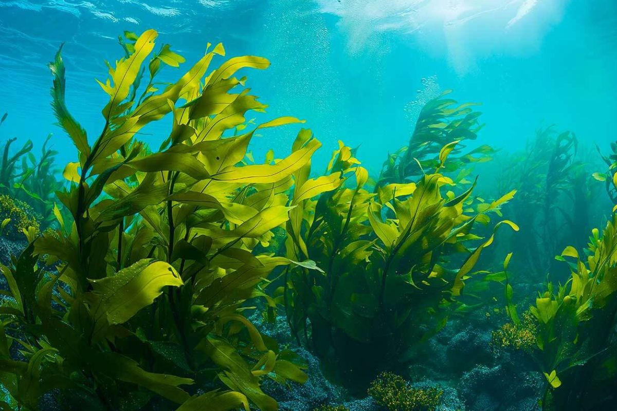 27 Fakten Über Wakame