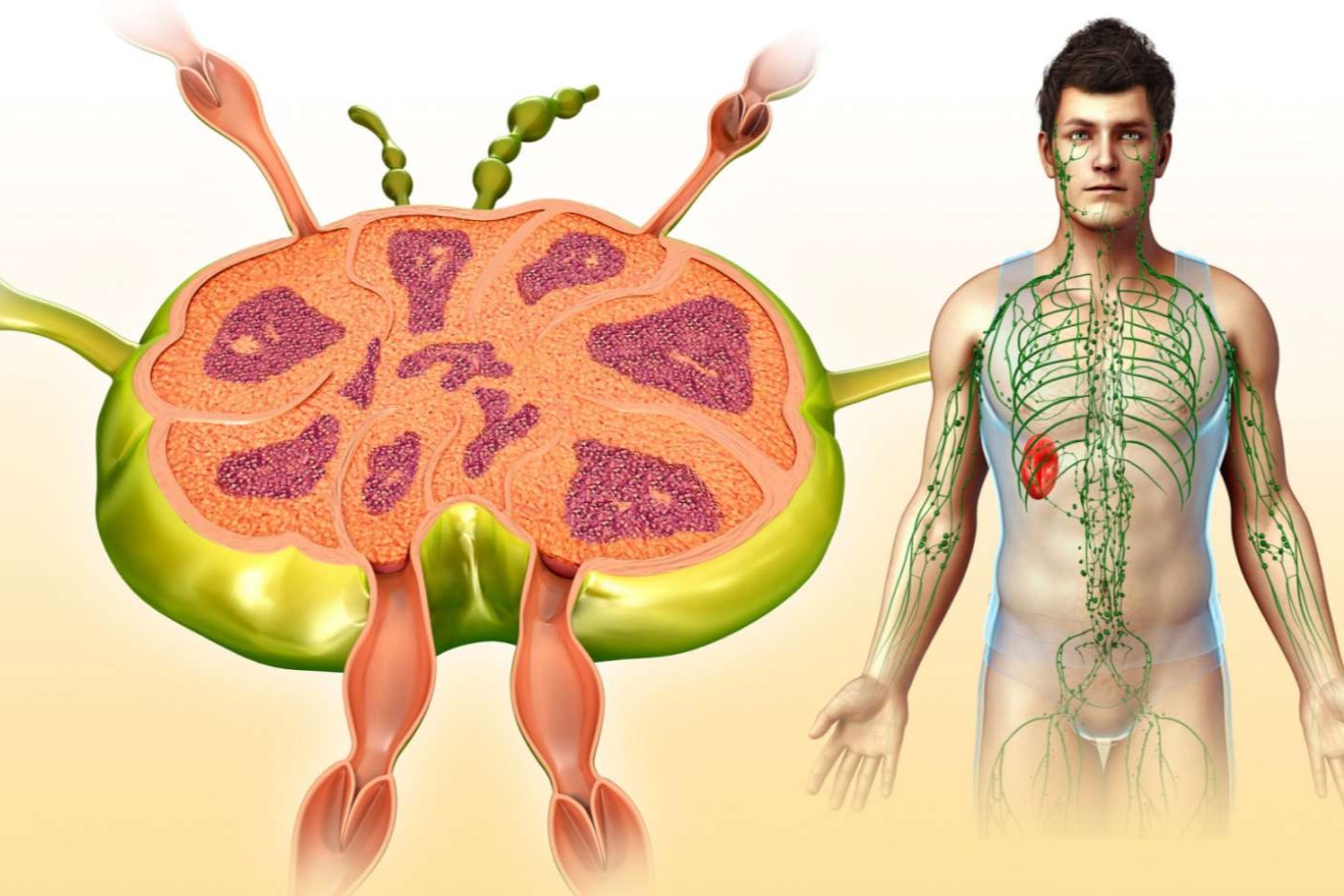 28 Fakten Über Lymphknoten