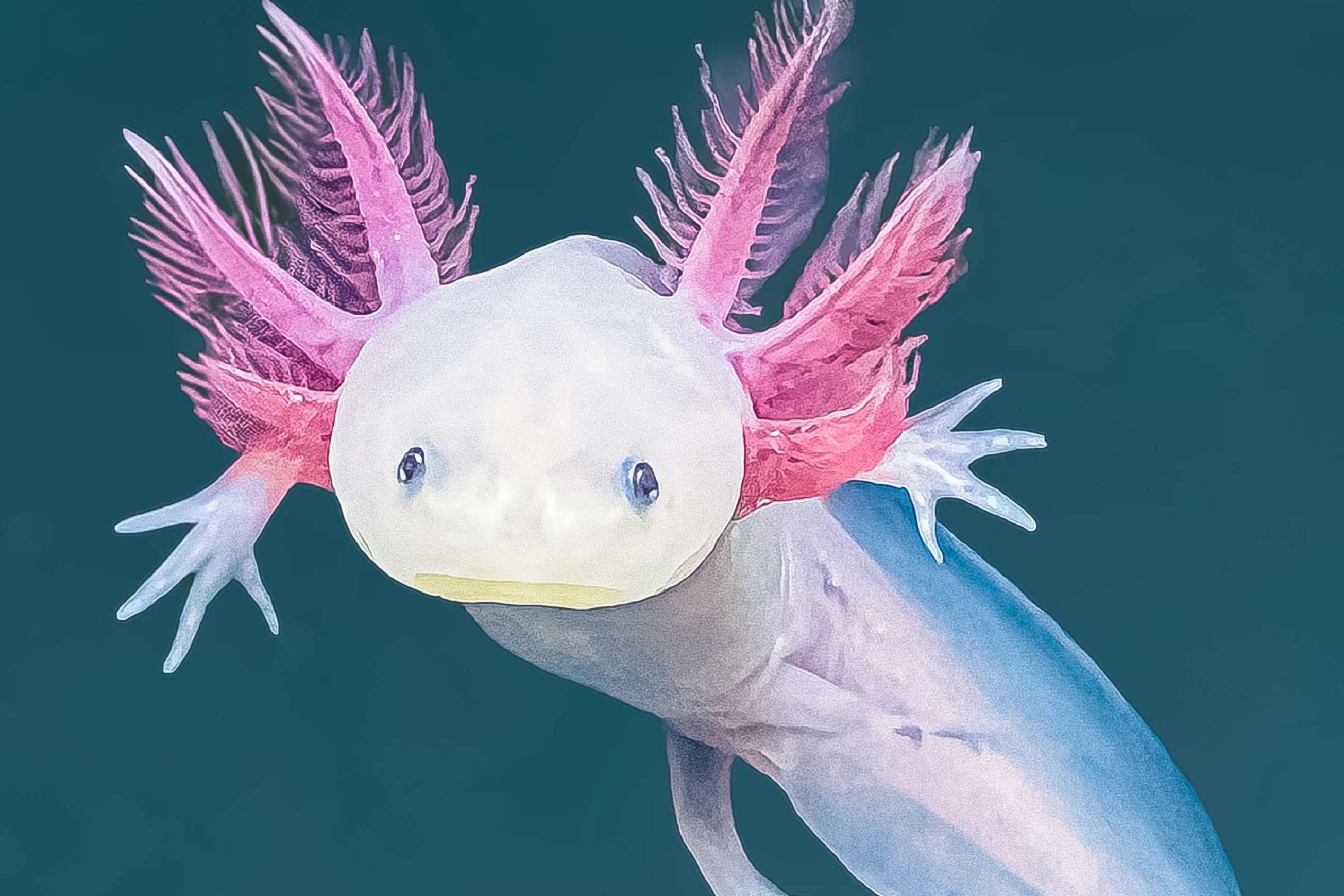 32 Fakten Über Axolotl