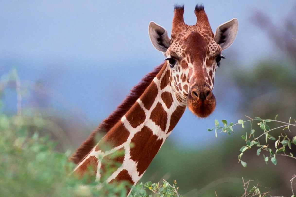 33 Fakten Über Giraffe