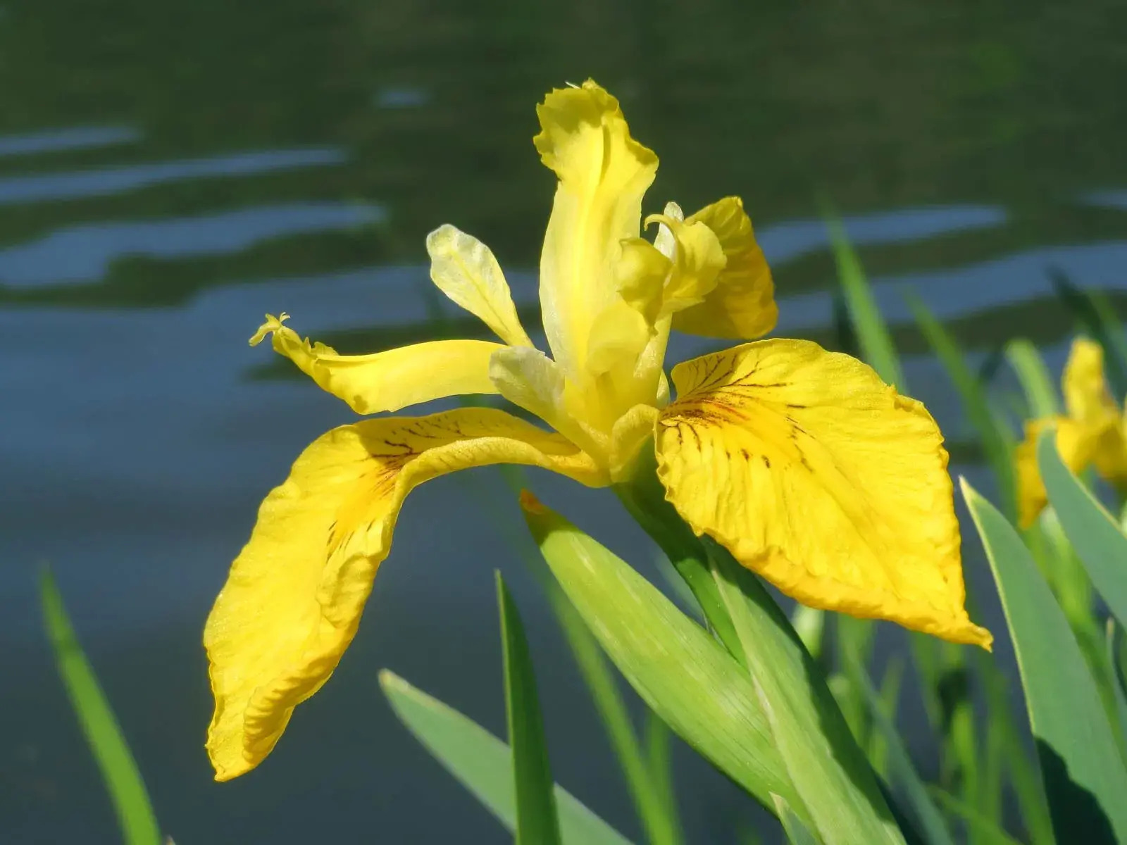 34 Fakten Über Iris
