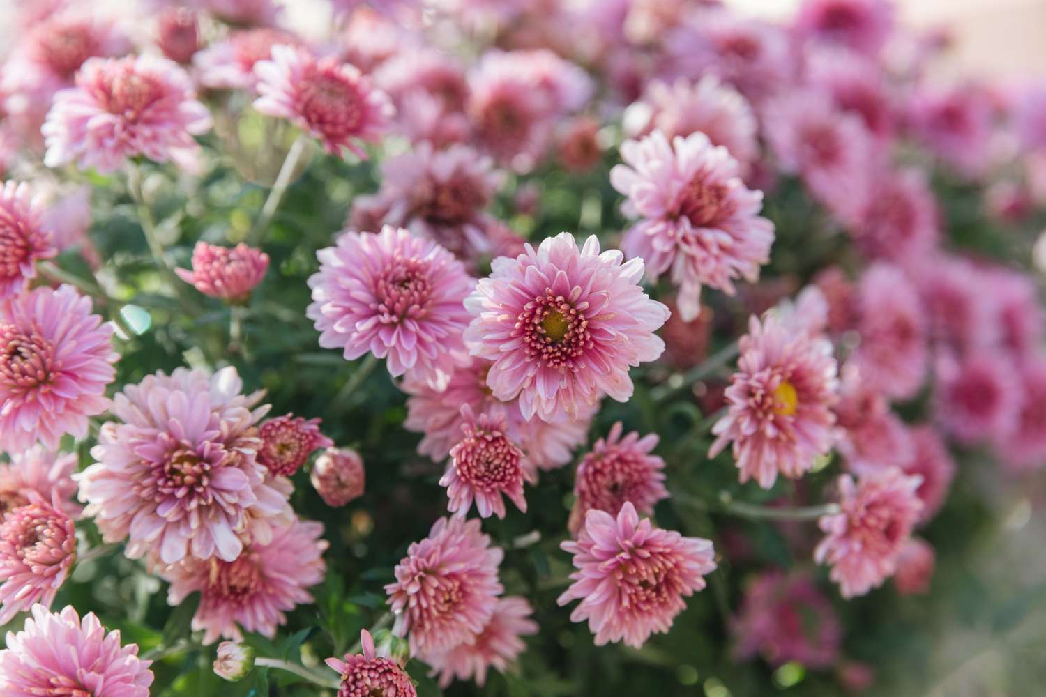 36 Fakten Über Chrysantheme